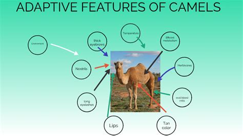 camel camle|camelcamelcamel Features 